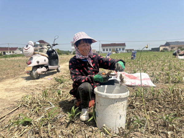 明道配资 高质量发展看中国｜小小大蒜种出“辣”经济
